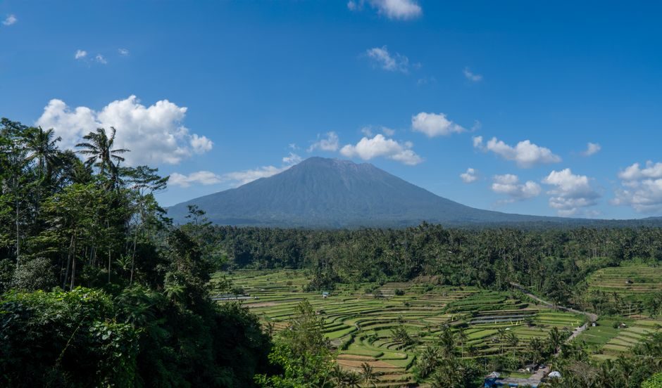 Rice terraces and palm trees in Bali, Indonesia