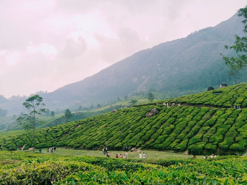 Tea plantations covering the hills of Munnar, Kerala